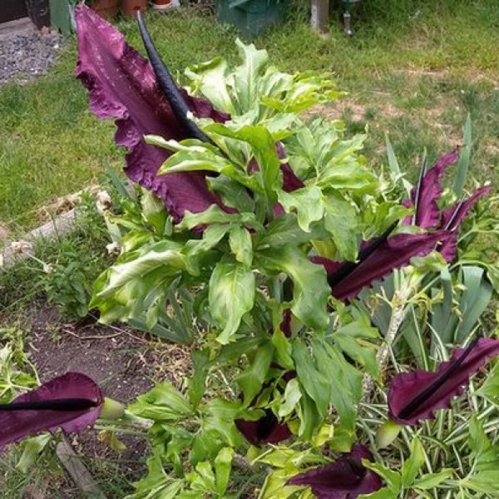 Zmijinac Vulgaris (tamni)